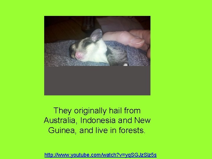 They originally hail from Australia, Indonesia and New Guinea, and live in forests. http: