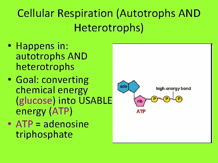 Cellular Respiration (Autotrophs AND Heterotrophs) • Happens in: autotrophs AND heterotrophs • Goal: converting