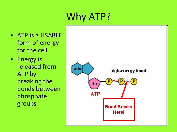 Why ATP? • ATP is a USABLE form of energy for the cell •