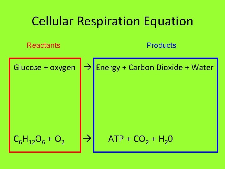 Cellular Respiration Equation Reactants Products Glucose + oxygen Energy + Carbon Dioxide + Water