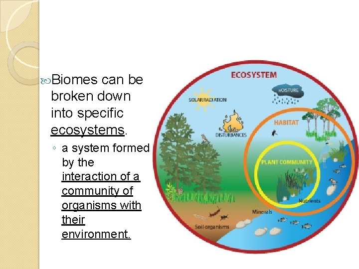  Biomes can be broken down into specific ecosystems. ◦ a system formed by