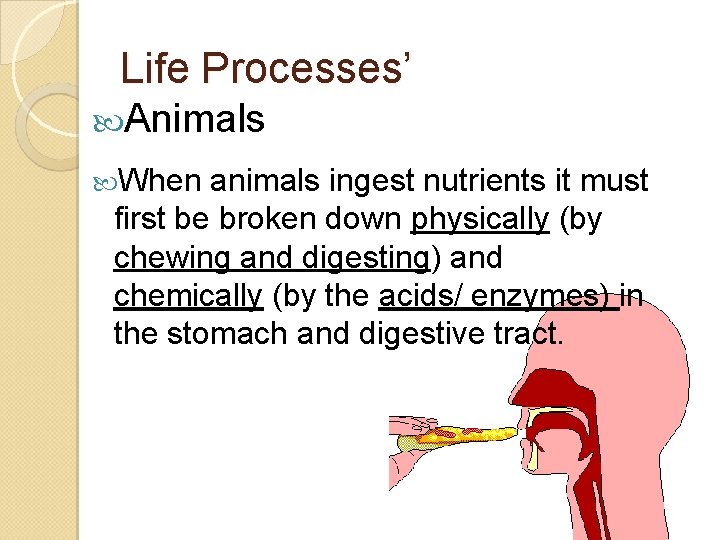 Life Processes’ Animals When animals ingest nutrients it must first be broken down physically