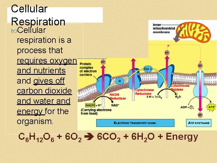 Cellular Respiration Cellular respiration is a process that requires oxygen and nutrients and gives