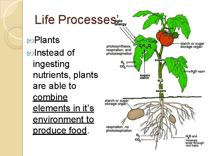 Life Processes’ Plants Instead of ingesting nutrients, plants are able to combine elements in