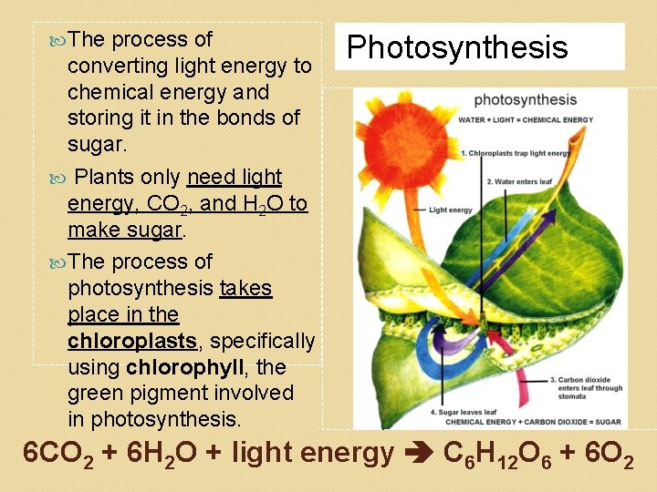  The process of converting light energy to chemical energy and storing it in