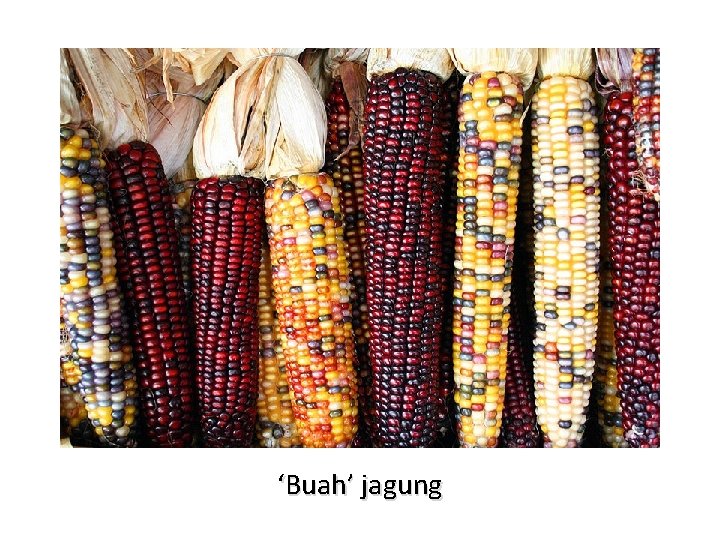 ‘Buah’ jagung 