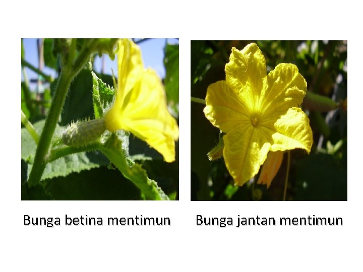 Bunga betina mentimun Bunga jantan mentimun 