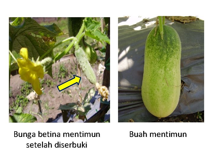 Bunga betina mentimun setelah diserbuki Buah mentimun 