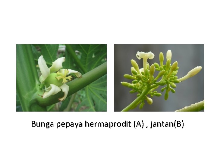 Bunga pepaya hermaprodit (A) , jantan(B) 
