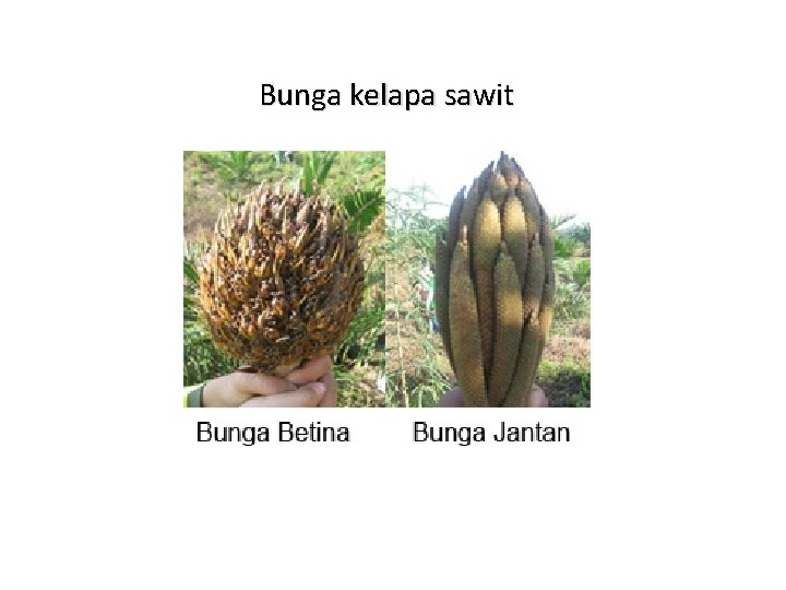 Bunga kelapa sawit 