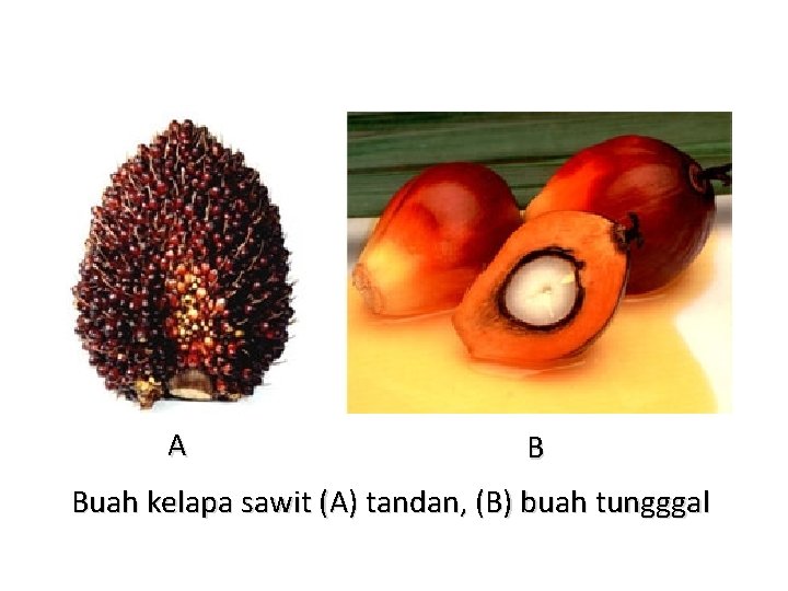 A B Buah kelapa sawit (A) tandan, (B) buah tungggal 