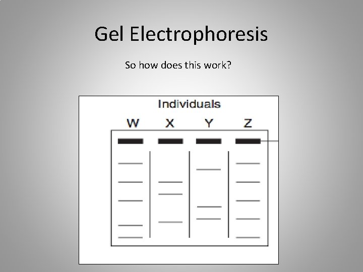 Gel Electrophoresis So how does this work? 