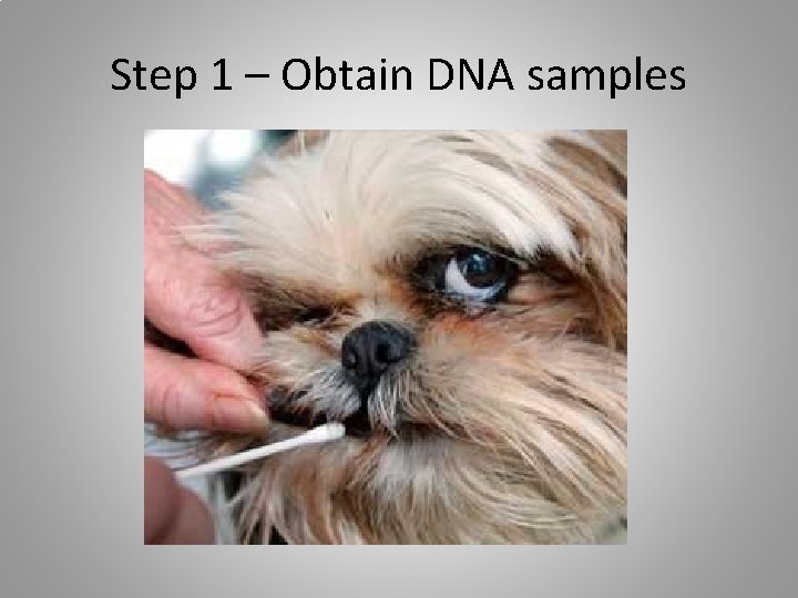 Step 1 – Obtain DNA samples 