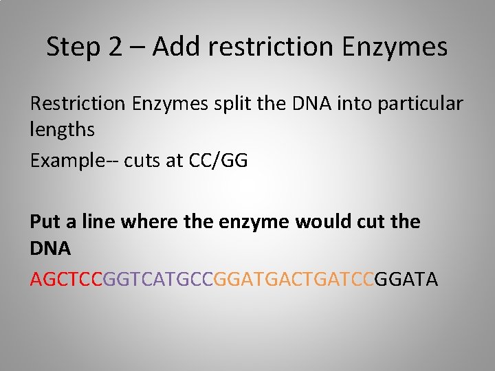 Step 2 – Add restriction Enzymes Restriction Enzymes split the DNA into particular lengths
