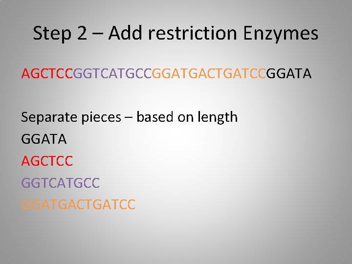 Step 2 – Add restriction Enzymes AGCTCCGGTCATGCCGGATGACTGATCCGGATA Separate pieces – based on length GGATA