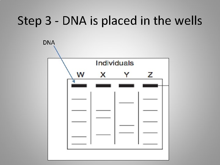 Step 3 - DNA is placed in the wells DNA 