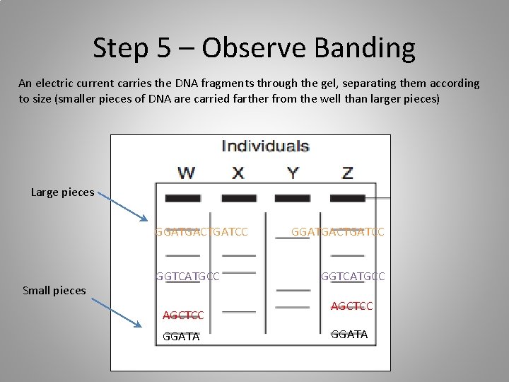 Step 5 – Observe Banding An electric current carries the DNA fragments through the