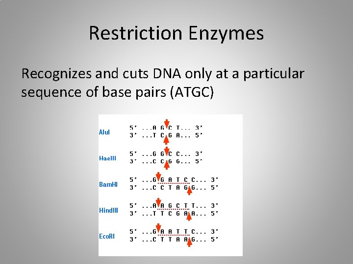 Restriction Enzymes Recognizes and cuts DNA only at a particular sequence of base pairs