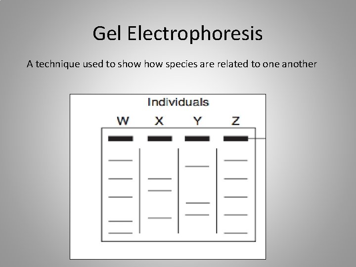 Gel Electrophoresis A technique used to show species are related to one another 