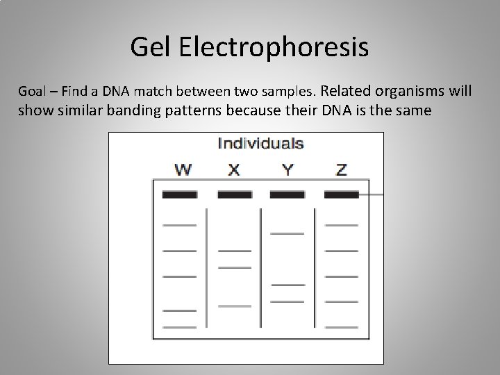 Gel Electrophoresis Goal – Find a DNA match between two samples. Related organisms will