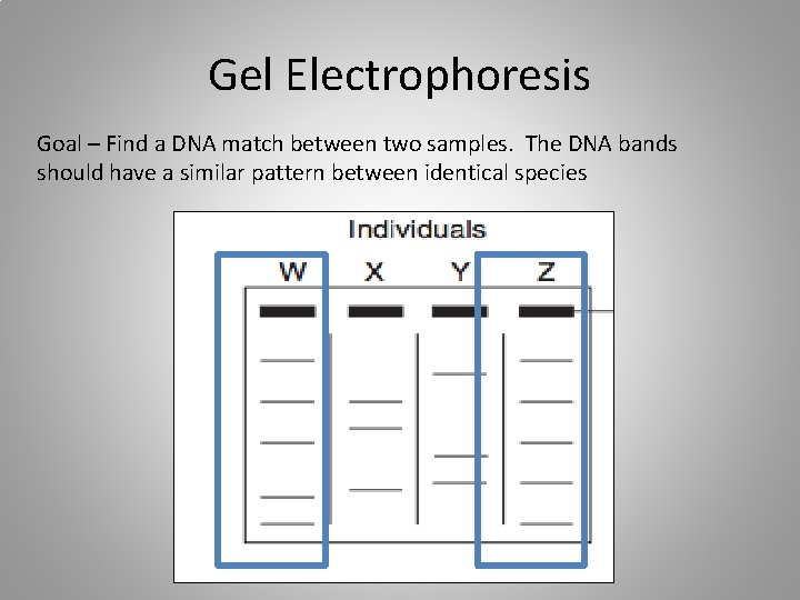 Gel Electrophoresis Goal – Find a DNA match between two samples. The DNA bands