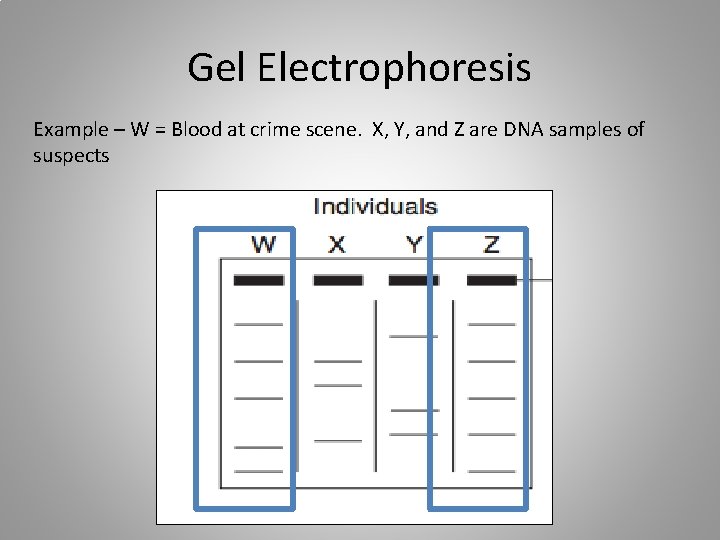 Gel Electrophoresis Example – W = Blood at crime scene. X, Y, and Z