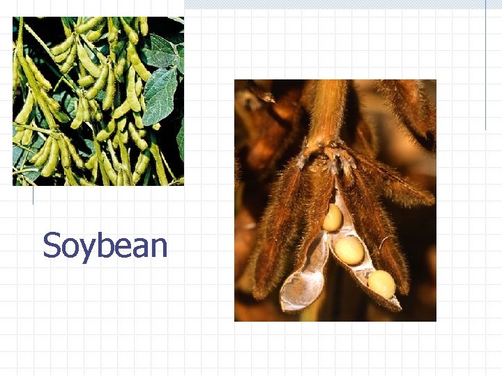 Soybean 