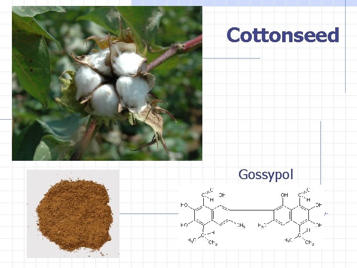 Cottonseed Gossypol 