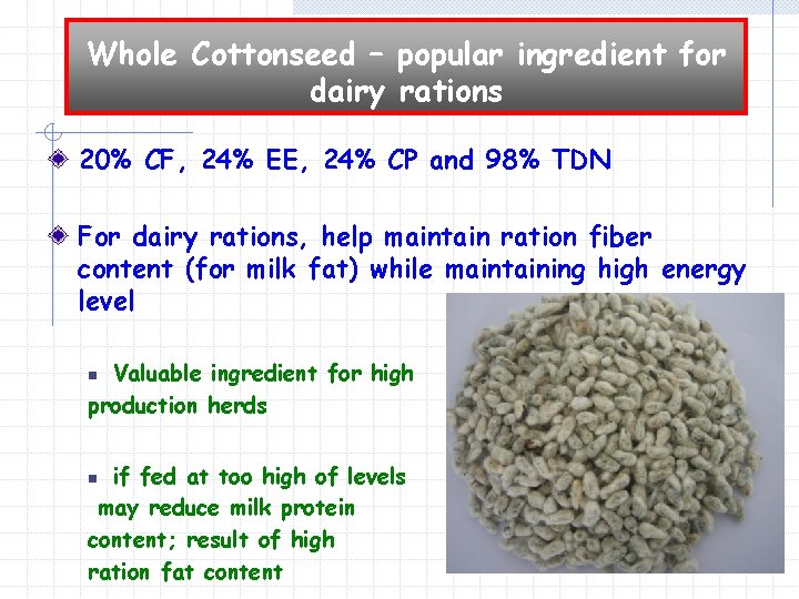 Whole Cottonseed – popular ingredient for dairy rations 20% CF, 24% EE, 24% CP