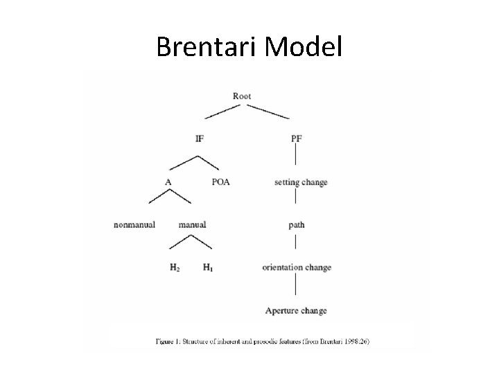 Brentari Model 