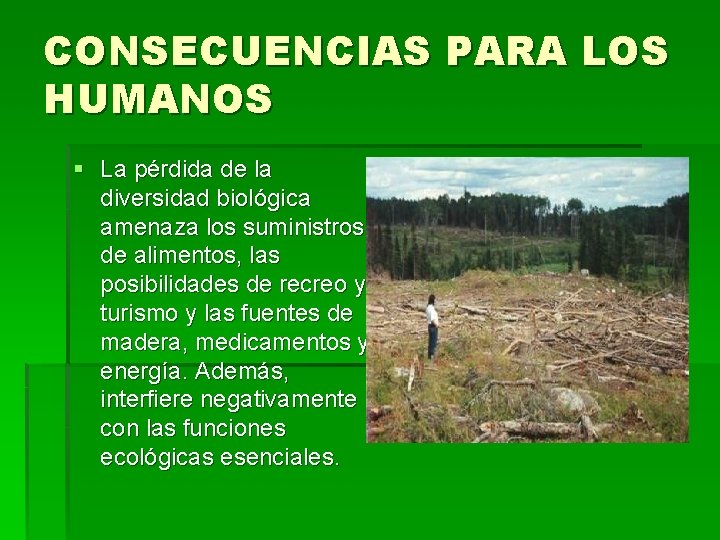 CONSECUENCIAS PARA LOS HUMANOS § La pérdida de la diversidad biológica amenaza los suministros