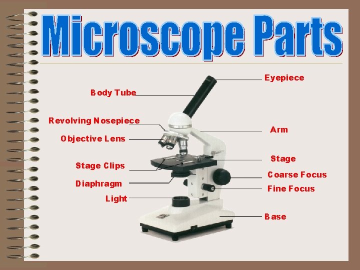 Eyepiece Body Tube Revolving Nosepiece Objective Lens Stage Clips Diaphragm Light Arm Stage Coarse