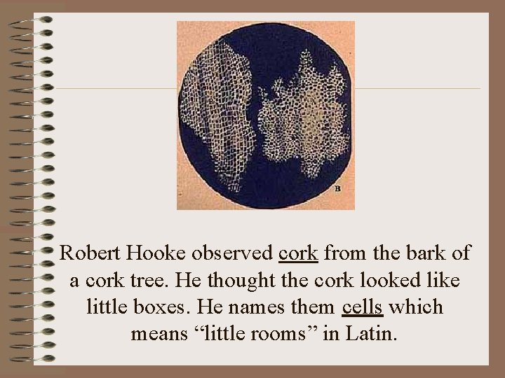 Robert Hooke observed cork from the bark of a cork tree. He thought the