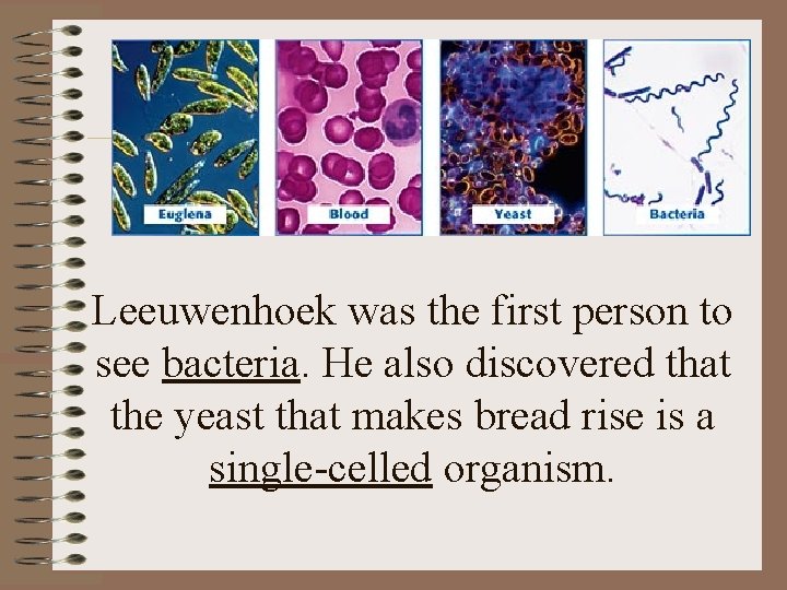 Leeuwenhoek was the first person to see bacteria. He also discovered that the yeast