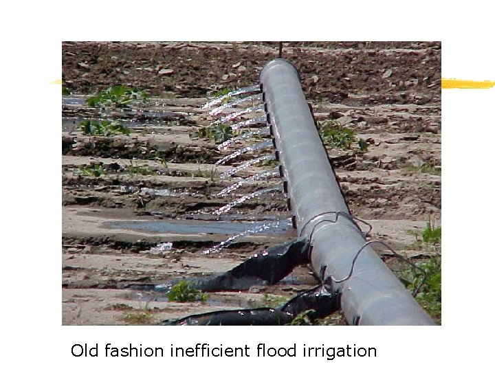 Old fashion inefficient flood irrigation 