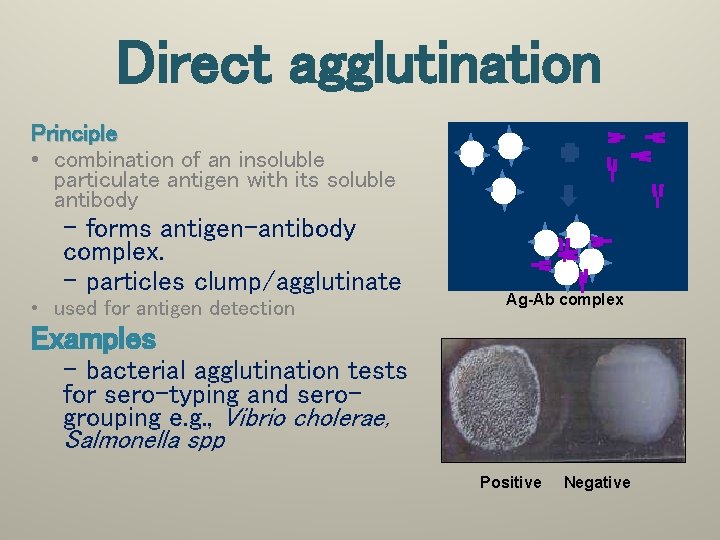 Direct agglutination Principle • combination of an insoluble particulate antigen with its soluble antibody