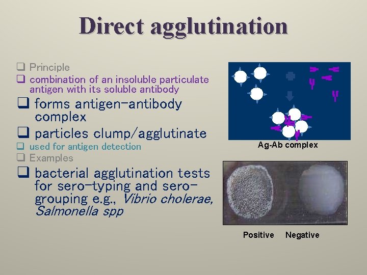 Direct agglutination q Principle q combination of an insoluble particulate antigen with its soluble