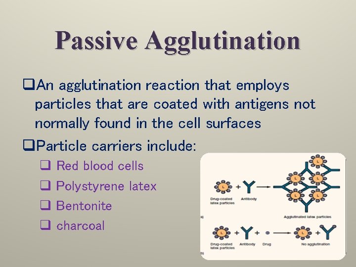 Passive Agglutination q. An agglutination reaction that employs particles that are coated with antigens