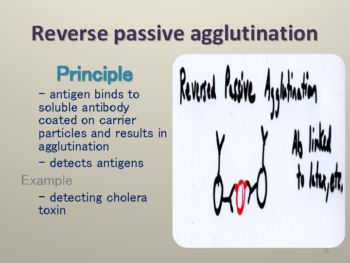 Reverse passive agglutination Principle - antigen binds to soluble antibody coated on carrier particles
