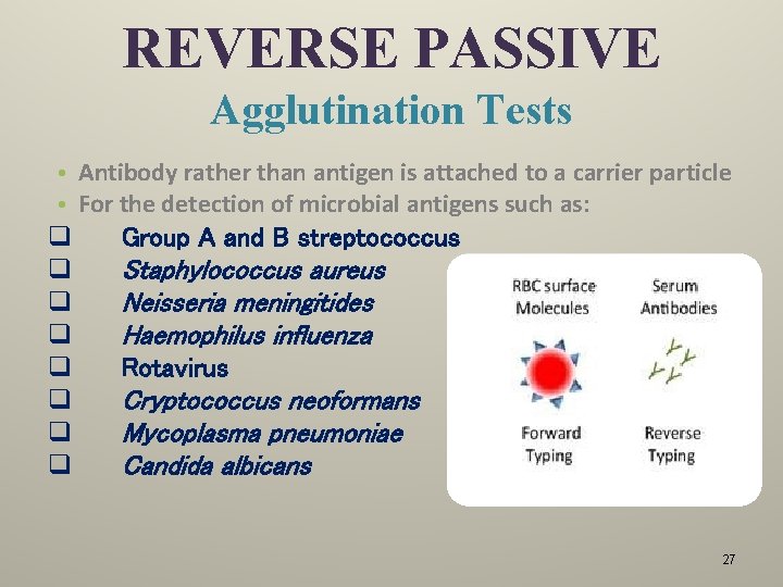 REVERSE PASSIVE Agglutination Tests • Antibody rather than antigen is attached to a carrier
