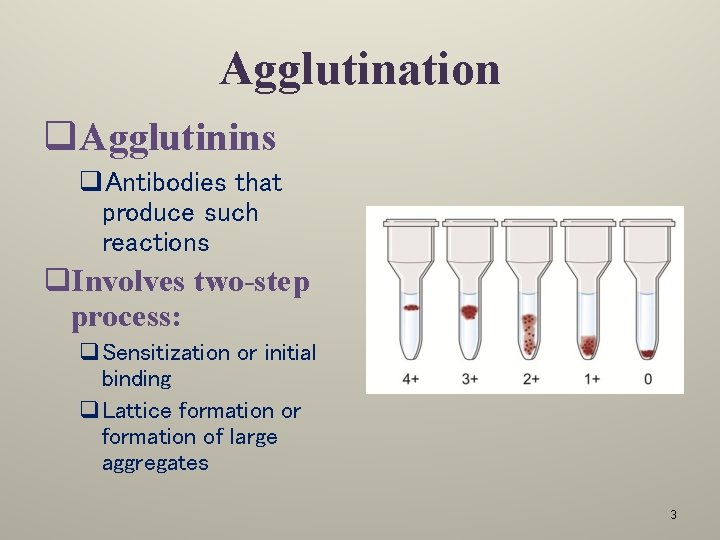 Agglutination q. Agglutinins q. Antibodies that produce such reactions q. Involves two-step process: q.