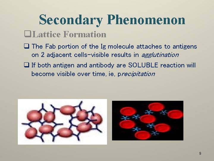 Secondary Phenomenon q. Lattice Formation q The Fab portion of the Ig molecule attaches