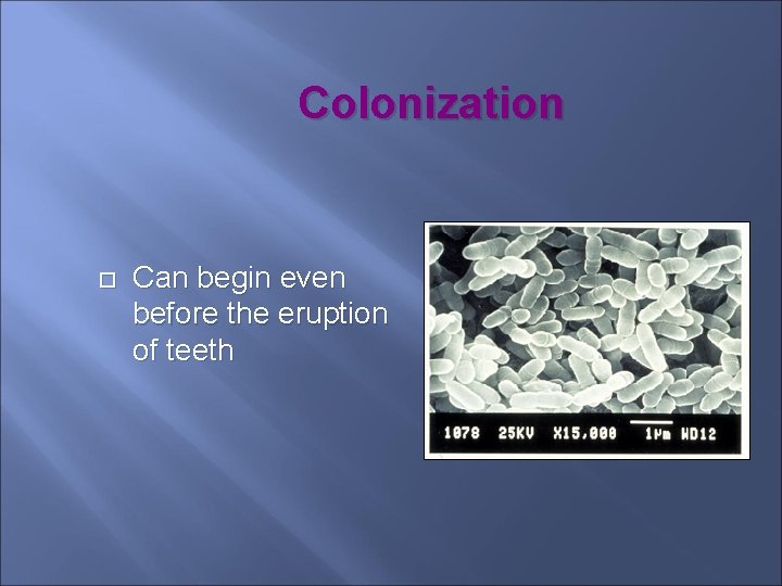 Colonization Can begin even before the eruption of teeth 