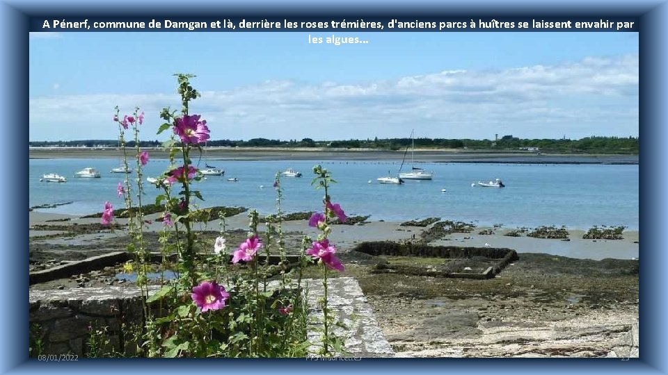 A Pénerf, commune de Damgan et là, derrière les roses trémières, d'anciens parcs à