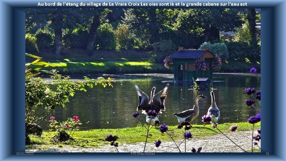 Au bord de l'étang du village de La Vraie Croix Les oies sont là