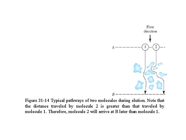 Figure 31 -14 Typical pathways of two molecules during elution. Note that the distance