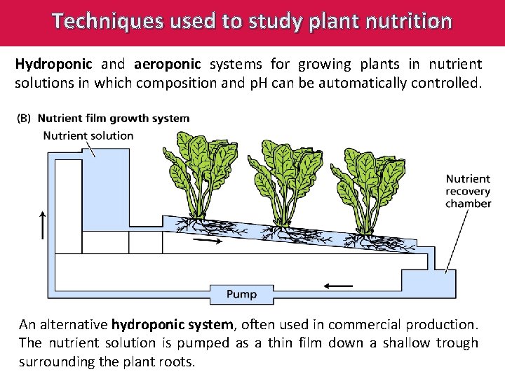 Techniques used to study plant nutrition Hydroponic and aeroponic systems for growing plants in