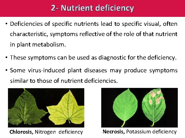 2 - Nutrient deficiency • Deficiencies of specific nutrients lead to specific visual, often