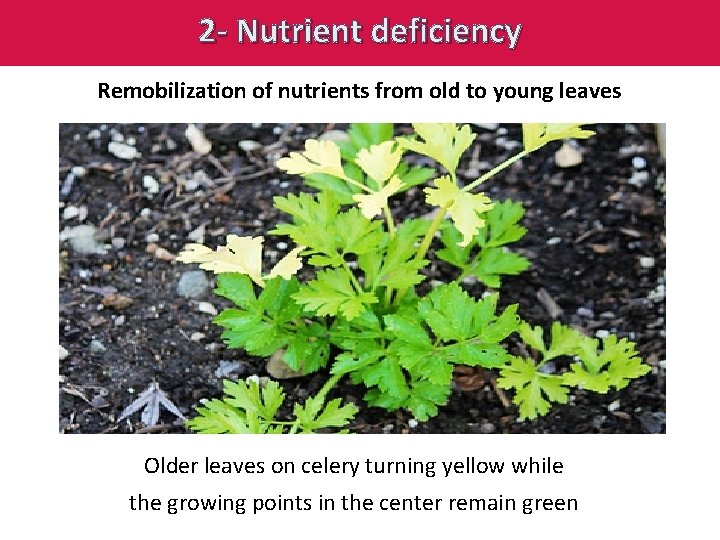 2 - Nutrient deficiency Remobilization of nutrients from old to young leaves Older leaves