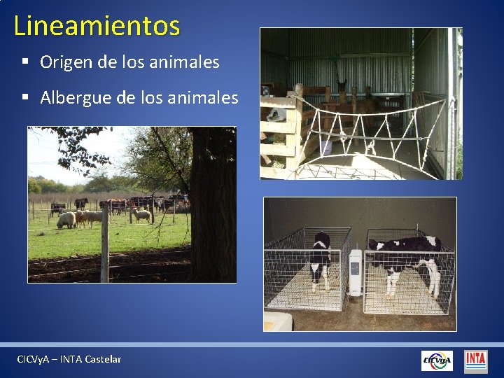 Lineamientos § Origen de los animales § Albergue de los animales CICVy. A –